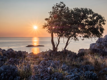 Tree 2 at sunrise on Rhodes Greece